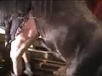 Big horse dick reaches orgasm after intense pleasuring from slut
